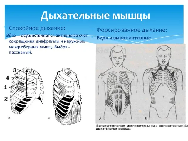 Дыхательные мышцы Спокойное дыхание: Вдох – осуществляется активно за счет сокращения