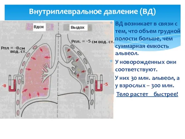 Внутриплевральное давление (ВД) ВД возникает в связи с тем, что объем