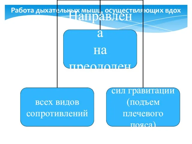 Работа дыхательных мышц, осуществляющих вдох