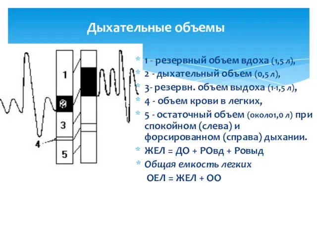 Дыхательные объемы 1 - резервный объем вдоха (1,5 л), 2 -