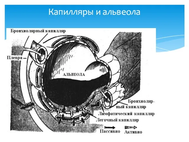 Капилляры и альвеола