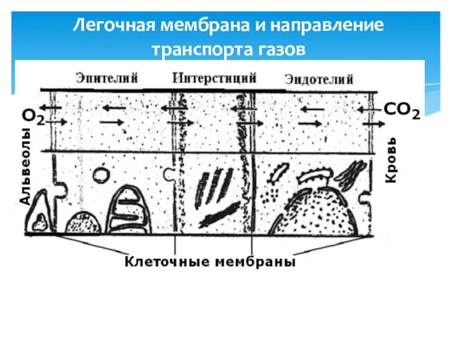 Легочная мембрана и направление транспорта газов