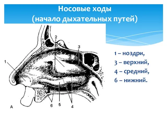 Носовые ходы (начало дыхательных путей) 1 – ноздри, 3 – верхний,