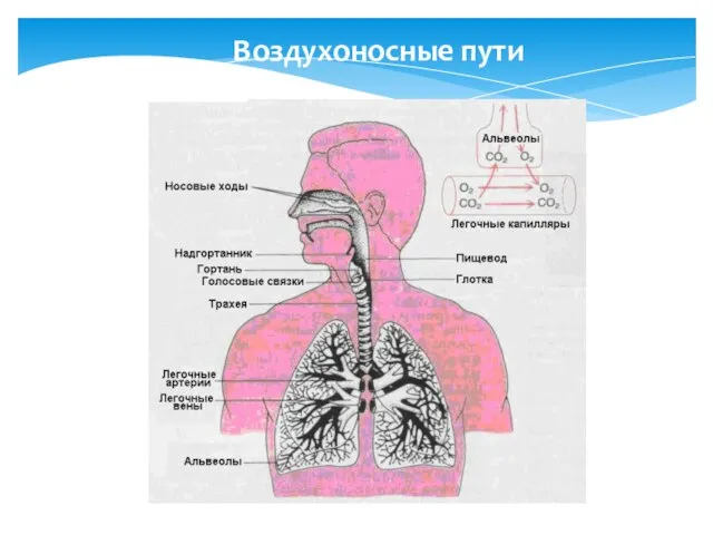 Воздухоносные пути