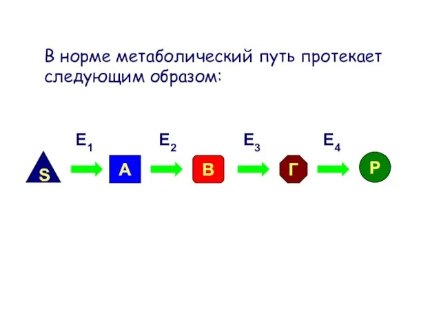 А S В Г P E1 E2 E3 E4 В норме метаболический путь протекает следующим образом: