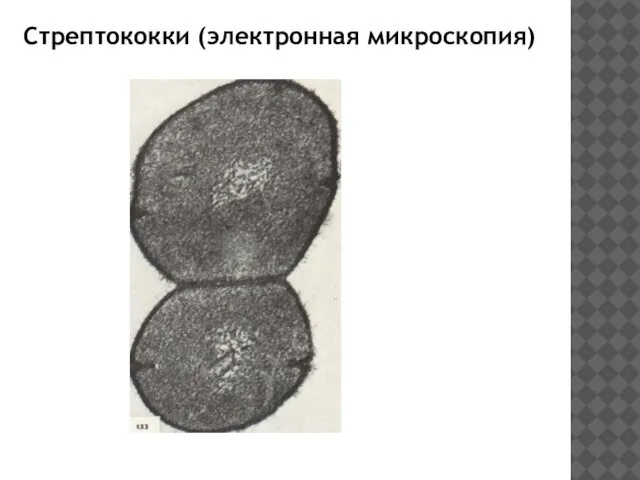 Стрептококки (электронная микроскопия)