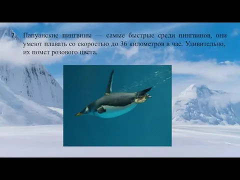 Папуанские пингвины — самые быстрые среди пингвинов, они умеют плавать со