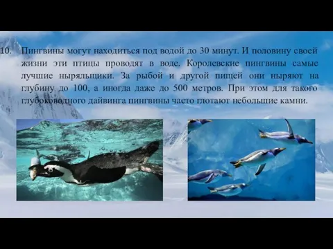 Пингвины могут находиться под водой до 30 минут. И половину своей