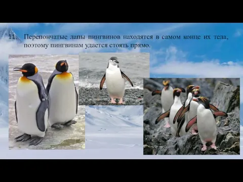 Перепончатые лапы пингвинов находятся в самом конце их тела, поэтому пингвинам удается стоять прямо.