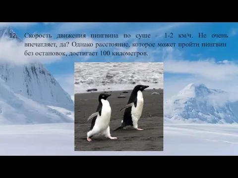Скорость движения пингвина по суше – 1-2 км/ч. Не очень впечатляет,