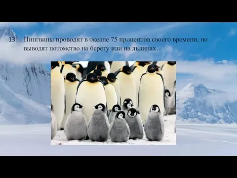 Пингвины проводят в океане 75 процентов своего времени, но выводят потомство на берегу или на льдинах.