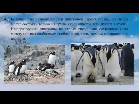 Большинство разновидностей пингвинов строит гнезда, но гнезда могут состоять только из