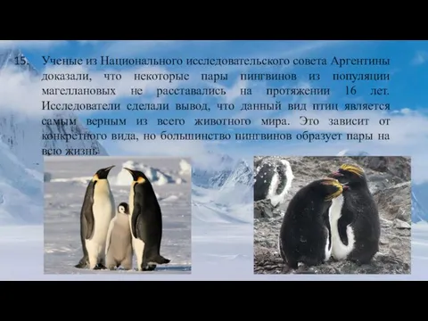 Ученые из Национального исследовательского совета Аргентины доказали, что некоторые пары пингвинов