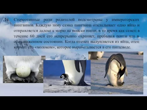 Стереотипные роли родителей подсмотрены у императорских пингвинов. Каждую зиму самка пингвина