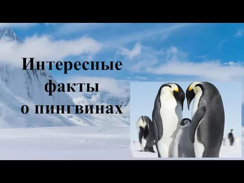 Интересные факты о пингвинах