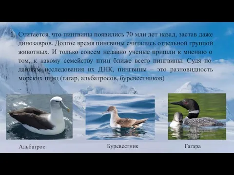 Считается, что пингвины появились 70 млн лет назад, застав даже динозавров.