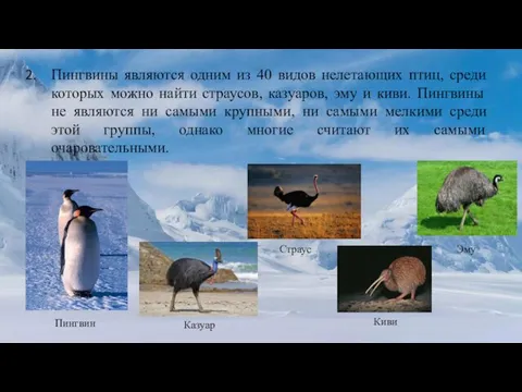 Пингвины являются одним из 40 видов нелетающих птиц, среди которых можно