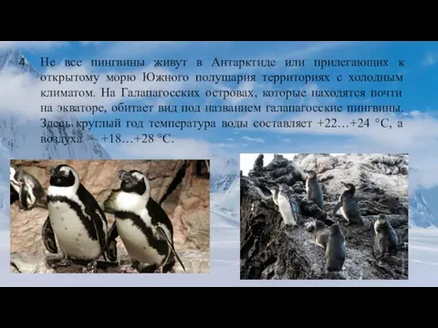 Не все пингвины живут в Антарктиде или прилегающих к открытому морю