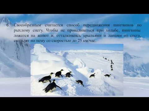 Своеобразным считается способ передвижения пингвинов по рыхлому снегу. Чтобы не проваливаться