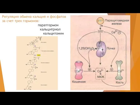Регуляция обмена кальция и фосфатов за счет трех гормонов: паратгормон кальцитриол кальцитонин