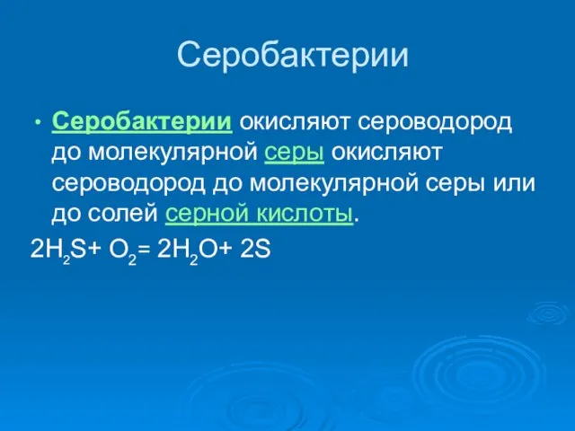 Серобактерии Серобактерии окисляют сероводород до молекулярной серы окисляют сероводород до молекулярной