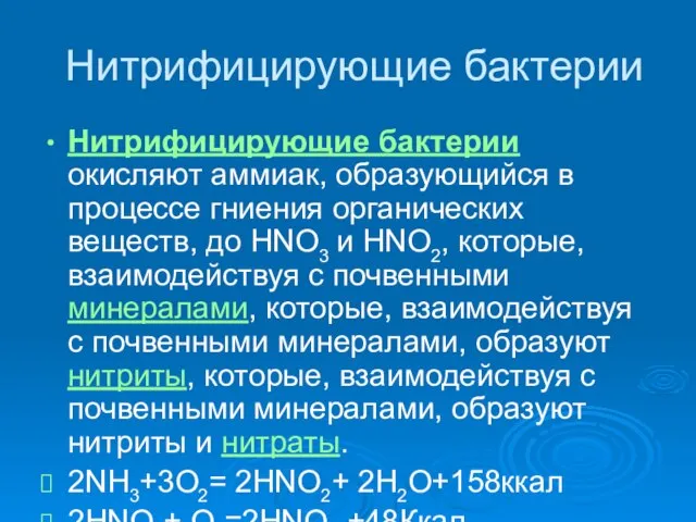 Нитрифицирующие бактерии Нитрифицирующие бактерии окисляют аммиак, образующийся в процессе гниения органических