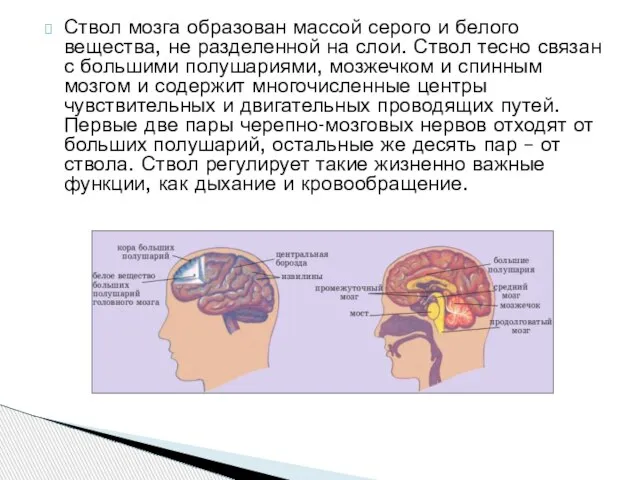 Ствол мозга образован массой серого и белого вещества, не разделенной на