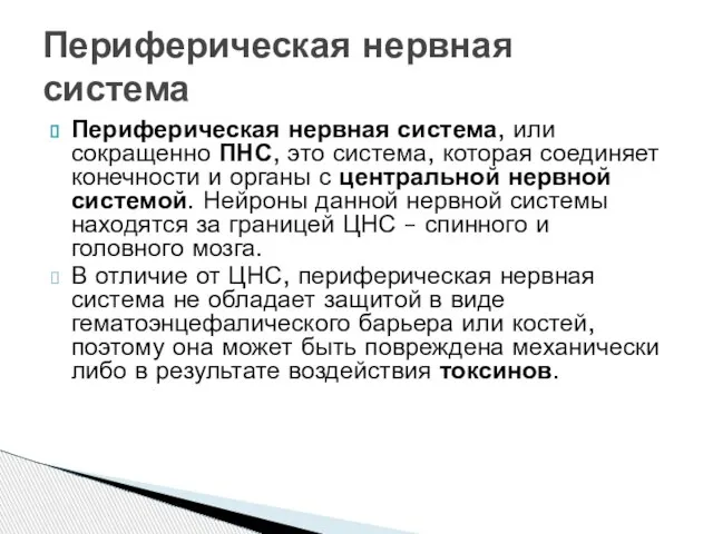 Периферическая нервная система, или сокращенно ПНС, это система, которая соединяет конечности