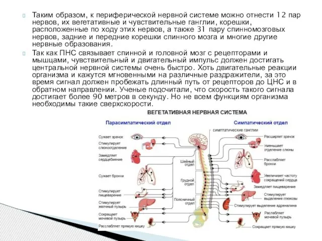 Таким образом, к периферической нервной системе можно отнести 12 пар нервов,