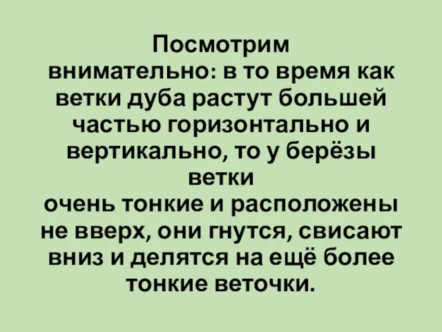 Посмотрим внимательно: в то время как ветки дуба растут большей частью