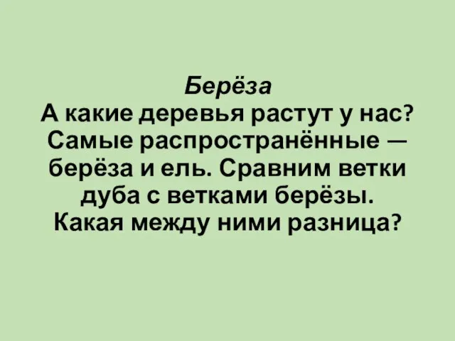 Берёза А какие деревья растут у нас? Самые распространённые — берёза