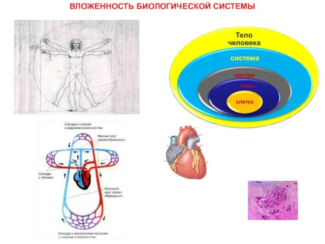 ВЛОЖЕННОСТЬ БИОЛОГИЧЕСКОЙ СИСТЕМЫ