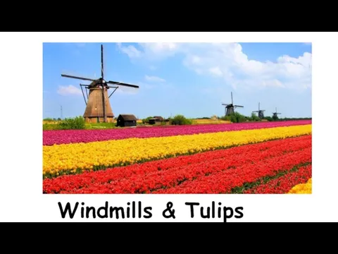 Windmills & Tulips