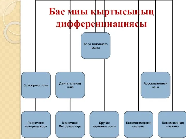 Бас миы қыртысының дифференциациясы