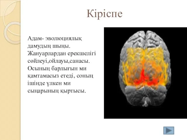 Кіріспе Адам- эволюциялық дамудың шыңы.Жануарлардан ерекшелігі сөйлеуі,ойлауы,санасы. Осының барлығын ми қамтамасыз