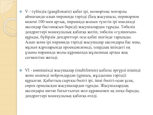 V - түйiндiк (ganglionaris) қабат iрi, неокортекс моторлы аймағында-алып пирамида тәрiздi