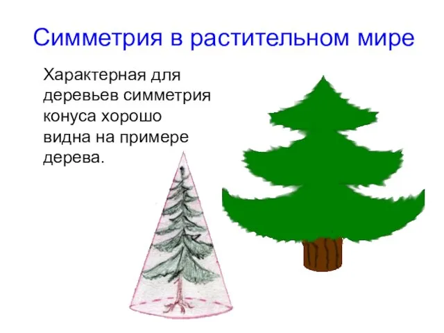 Симметрия в растительном мире Характерная для деревьев симметрия конуса хорошо видна на примере дерева.