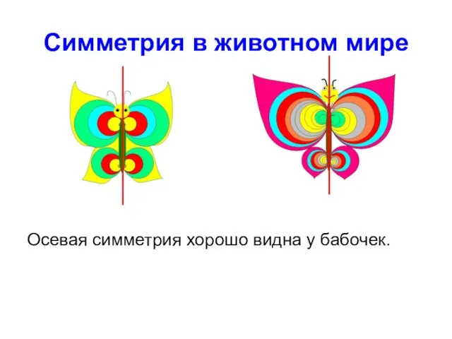 Симметрия в животном мире Осевая симметрия хорошо видна у бабочек.