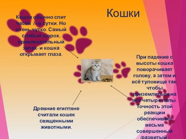 Кошки Кошка обычно спит часов 16 в сутки. Но очень чутко.