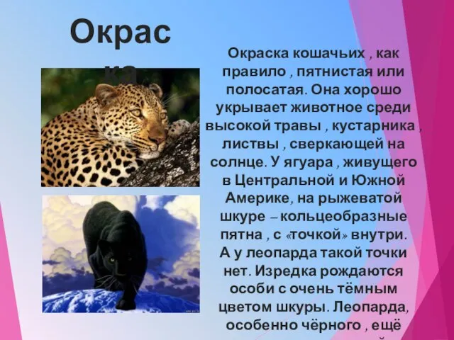 Окраска Окраска кошачьих , как правило , пятнистая или полосатая. Она