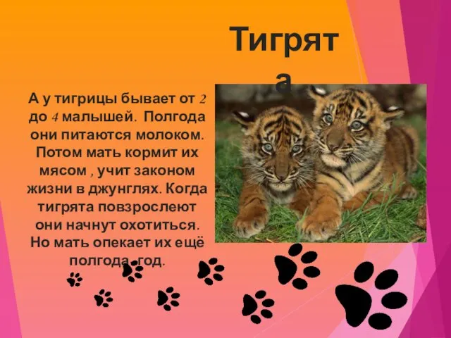 Тигрята А у тигрицы бывает от 2 до 4 малышей. Полгода