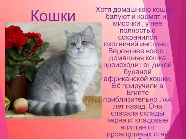 Кошки Хотя домашнюю кошку балуют и кормят из мисочки , у