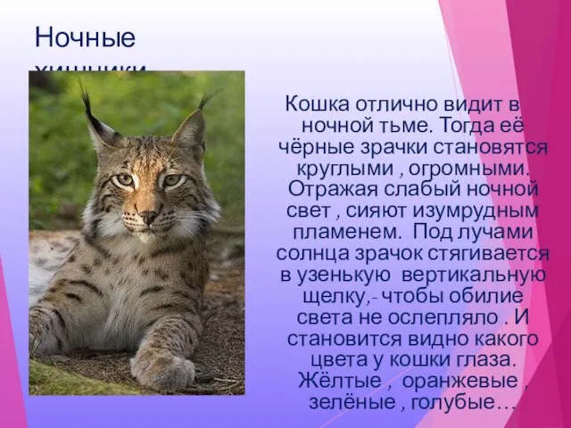 Ночные хищники Кошка отлично видит в ночной тьме. Тогда её чёрные