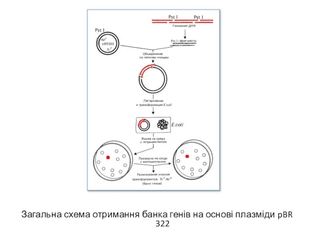 Загальна схема отримання банка генів на основі плазміди pBR 322