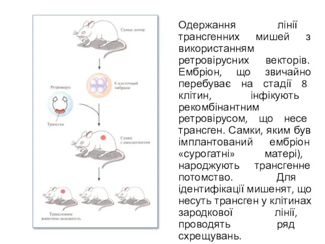 Одержання лінії трансгенних мишей з використанням ретровірусних векторів. Ембріон, що звичайно