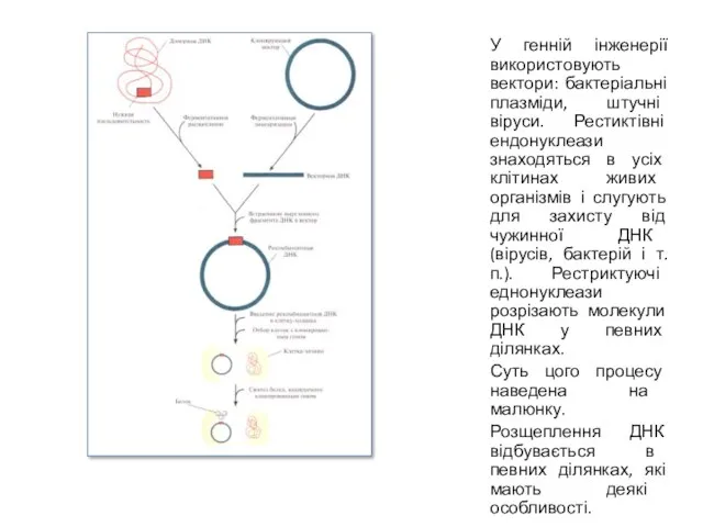 У генній інженерії використовують вектори: бактеріальні плазміди, штучні віруси. Рестиктівні ендонуклеази