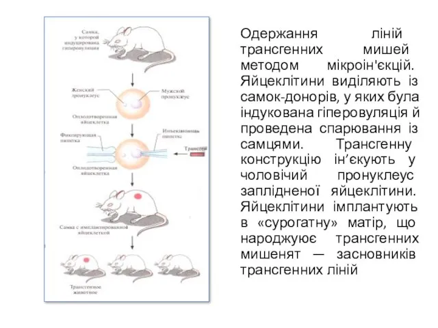 Одержання ліній трансгенних мишей методом мікроін'єкцій. Яйцеклітини виділяють із самок-донорів, у