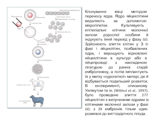 Клонування вівці методом переносу ядра. Ядро яйцеклітини видаляють за допомогою мікропіпетки.