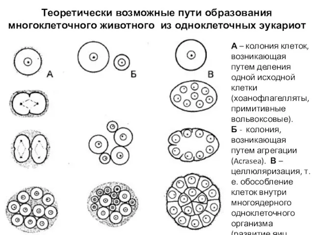 Теоретически возможные пути образования многоклеточного животного из одноклеточных эукариот А –