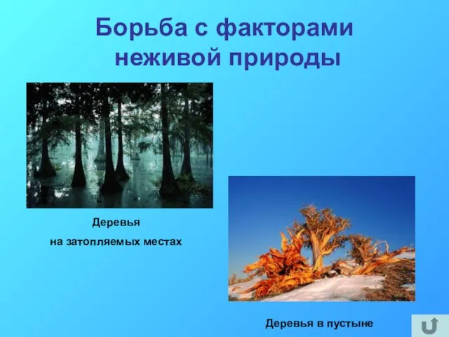 Борьба с факторами неживой природы Деревья на затопляемых местах Деревья в пустыне
